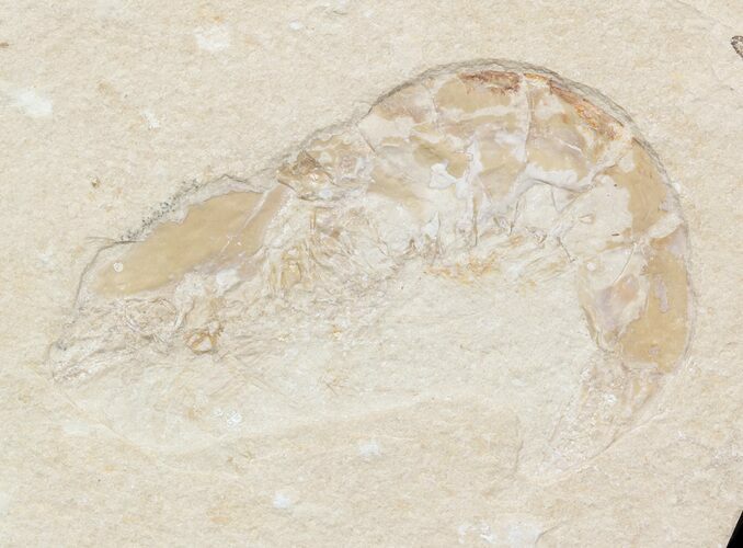 Cretaceous Fossil Shrimp - Lebanon #48581
